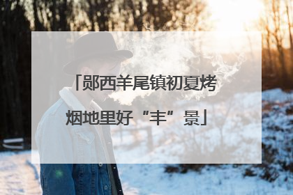 郧西羊尾镇初夏烤烟地里好“丰”景