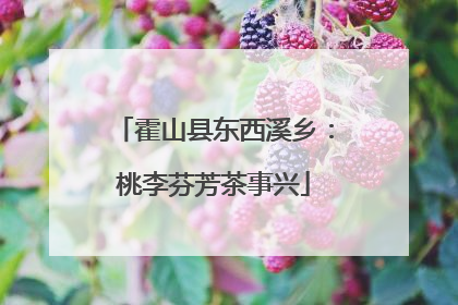 霍山县东西溪乡：桃李芬芳茶事兴