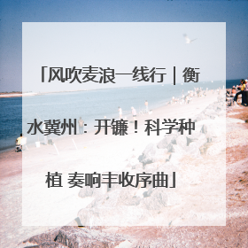 风吹麦浪一线行｜衡水冀州：开镰！科学种植 奏响丰收序曲