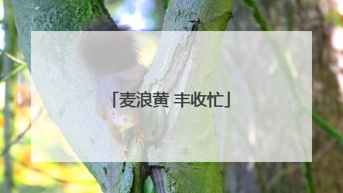 麦浪黄 丰收忙
