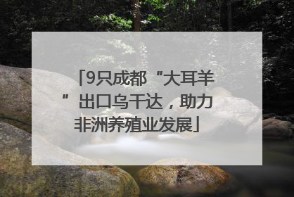 9只成都“大耳羊”出口乌干达，助力非洲养殖业发展